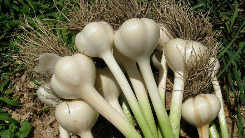 Vous ne savez pas comment planter de l'ail - peu importe: nous allons enseigner, montrer et dire tous les secrets et subtilités