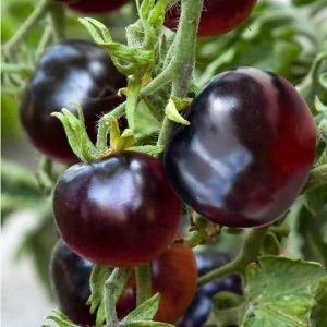 Variété de tomate inhabituelle et esthétique Black Baron - facile à cultiver et agréable avec une récolte abondante