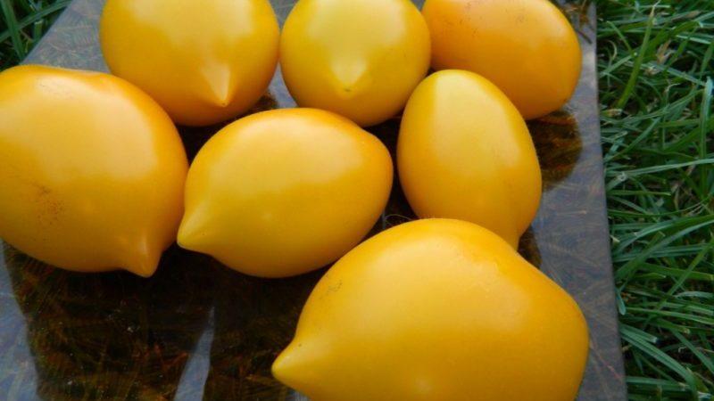 Une tomate qui ressemble à un citron ne laissera personne indifférent: la tomate merveille du monde et la méthode de sa culture