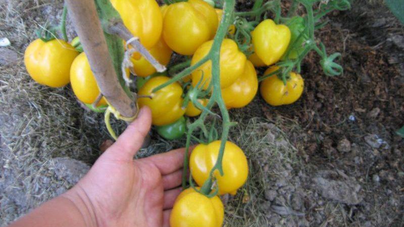 Une tomate qui ressemble à un citron ne laissera personne indifférent: la tomate merveille du monde et la méthode de sa culture