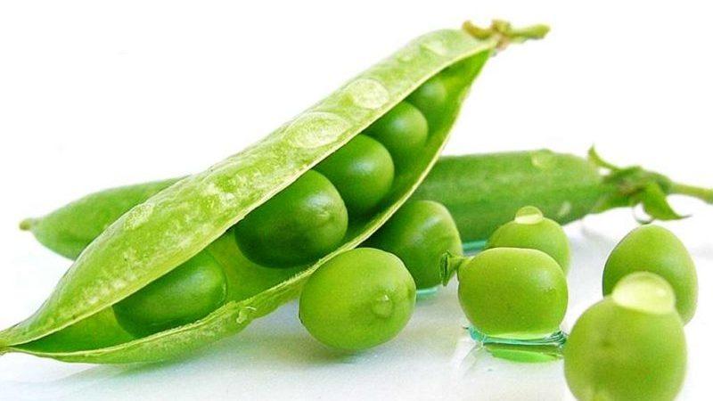 Caractéristiques de la culture des pois verts