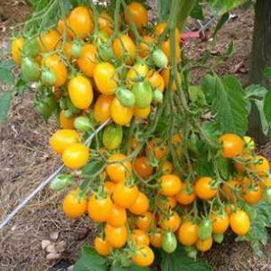 Cotés positifs et négatifs de la tomate Ildi