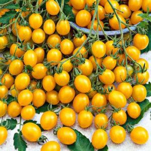 Cotés positifs et négatifs de la tomate Ildi