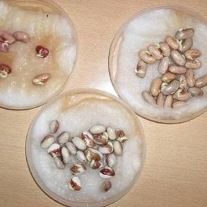 Nous obtenons un entrepôt de vitamines d'un haricot - comment faire germer des haricots à la maison ou les cultiver en plein champ