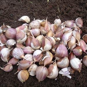 Nous protégeons la future récolte des ravageurs et des maladies - un traitement approprié de l'ail avant la plantation