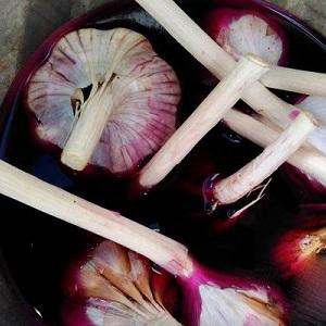 Nous protégeons la future récolte des ravageurs et des maladies - un traitement approprié de l'ail avant la plantation