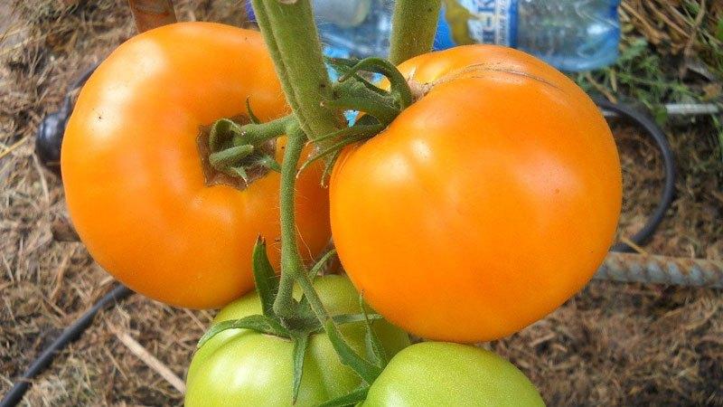 Secrets de plantation et d'entretien des tomates