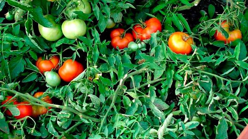 Secrets de plantation et d'entretien des tomates