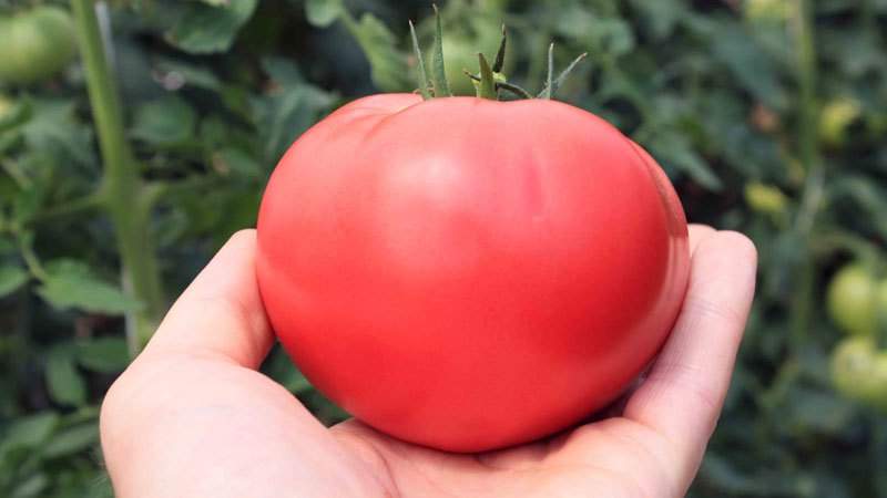Secrets de plantation et d'entretien des tomates