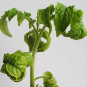 Que faire lorsque les feuilles de tomate s'enroulent