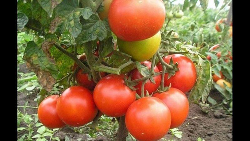 Résistant aux maladies et facile d'entretien Gina's Tomato - Un guide pratique pour la culture