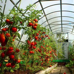 Cultiver des tomates en serre: instructions étape par étape pour les jardiniers novices et conseils de collègues expérimentés