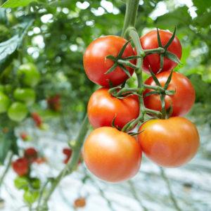 Cultiver des tomates en serre: instructions étape par étape pour les jardiniers novices et conseils de collègues expérimentés