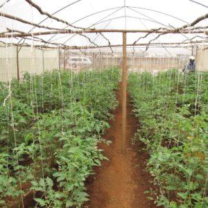 Cultiver des tomates en serre: instructions étape par étape pour les jardiniers novices et conseils de collègues expérimentés