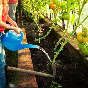 Cultiver des tomates en serre: instructions étape par étape pour les jardiniers novices et conseils de collègues expérimentés