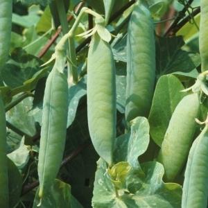 Comment faire pousser correctement les pois de semence