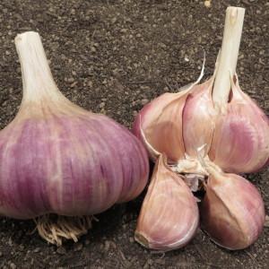 Les meilleures variétés d'ail de printemps: choisissez le type approprié en fonction des paramètres