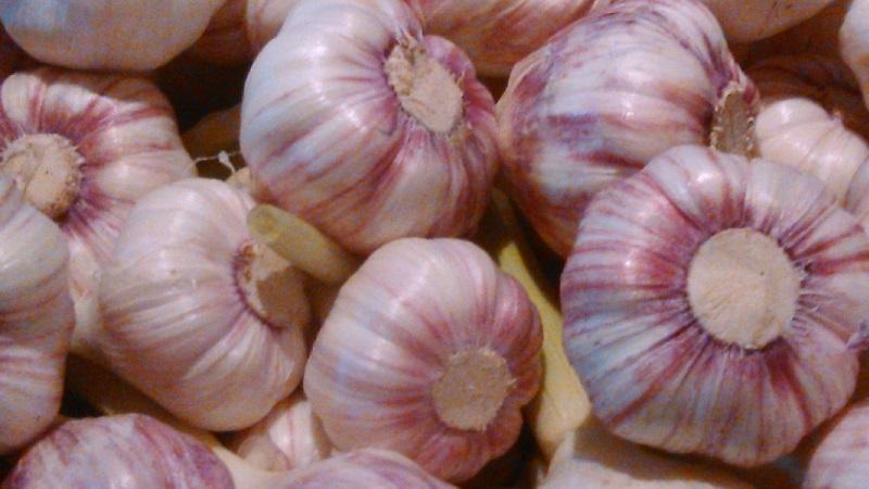 Les meilleures variétés d'ail de printemps: choisissez le type approprié en fonction des paramètres