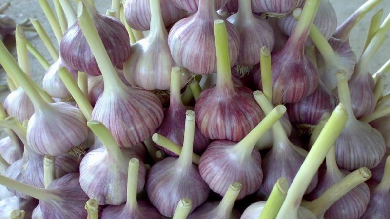 Les meilleures variétés d'ail de printemps: choisissez le type approprié en fonction des paramètres