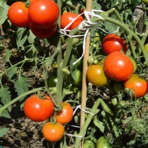 Nous choisissons la meilleure variété de tomates à maturation ultra-précoce et obtenons une récolte riche le plus rapidement possible