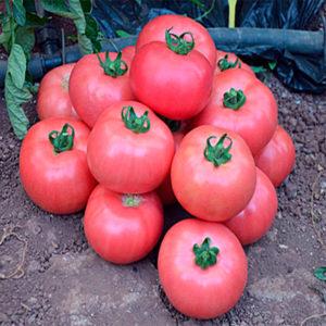 Nous choisissons la meilleure variété de tomates à maturation ultra-précoce et obtenons une récolte riche le plus rapidement possible
