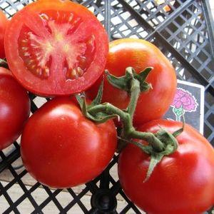 Nous choisissons la meilleure variété de tomates à maturation ultra-précoce et obtenons une récolte riche le plus rapidement possible