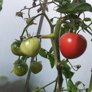 Nous choisissons la meilleure variété de tomates à maturation ultra-précoce et obtenons une récolte riche le plus rapidement possible