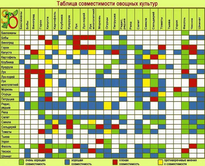 À côté de quelles cultures est-il préférable de planter des pois