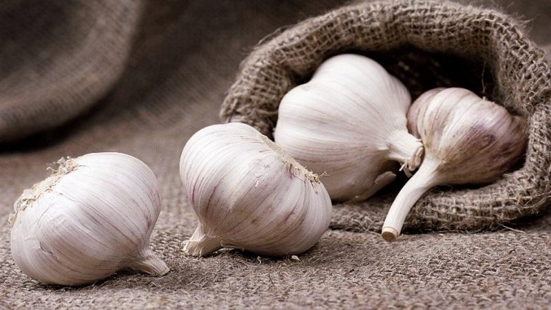 Ail Lyubasha stable, productif, sans prétention et résistant aux maladies - nous cultivons sur notre site