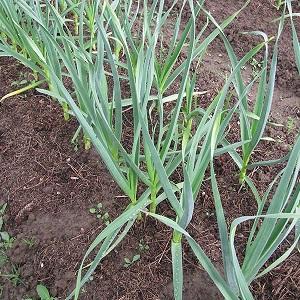 Ail Lyubasha stable, productif, sans prétention et résistant aux maladies - nous cultivons sur notre site