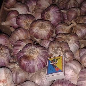 Ail Lyubasha stable, productif, sans prétention et résistant aux maladies - nous cultivons sur notre site