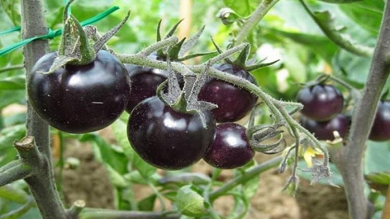 Pourquoi les tomates noires sont si attirées par les résidents d'été