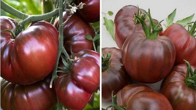 Pourquoi les tomates noires sont si attirées par les résidents d'été