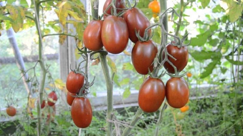 Pourquoi les tomates noires sont si attirées par les résidents d'été