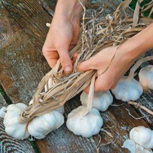 Secrets d'une croissance efficace de l'ail domestique et commercial en tant qu'entreprise