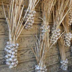 Secrets d'une croissance efficace de l'ail domestique et commercial en tant qu'entreprise