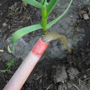 Secrets d'une croissance efficace de l'ail domestique et commercial en tant qu'entreprise