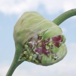 Secrets d'une croissance efficace de l'ail domestique et commercial en tant qu'entreprise