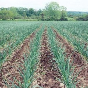 Secrets d'une croissance efficace de l'ail domestique et commercial en tant qu'entreprise