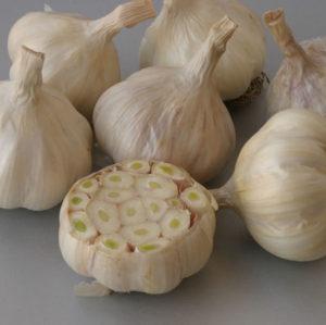 Secrets d'une croissance efficace de l'ail domestique et commercial en tant qu'entreprise