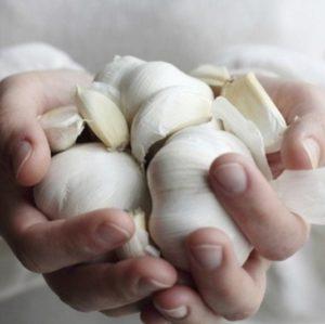 Secrets d'une croissance efficace de l'ail domestique et commercial en tant qu'entreprise