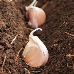 Secrets d'une croissance efficace de l'ail domestique et commercial en tant qu'entreprise