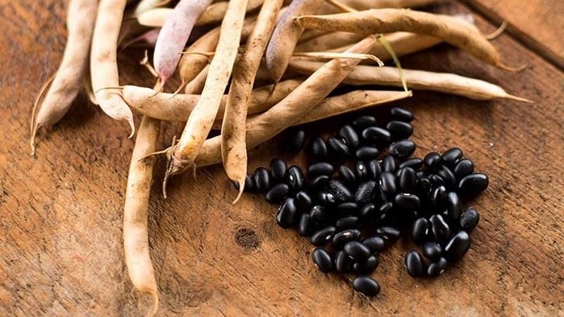 Comment faire pousser des haricots noirs sur votre site et préparer correctement la récolte résultante - les meilleures recettes