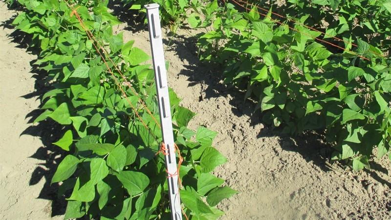 Comment faire pousser des haricots noirs sur votre site et préparer correctement la récolte résultante - les meilleures recettes