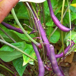 Comment faire pousser des haricots noirs sur votre site et préparer correctement la récolte résultante - les meilleures recettes