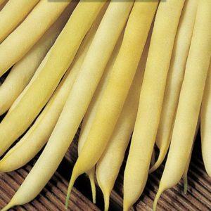 Comment faire pousser de délicieux haricots verts dans le pays