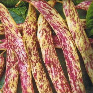 Comment faire pousser de délicieux haricots verts dans le pays