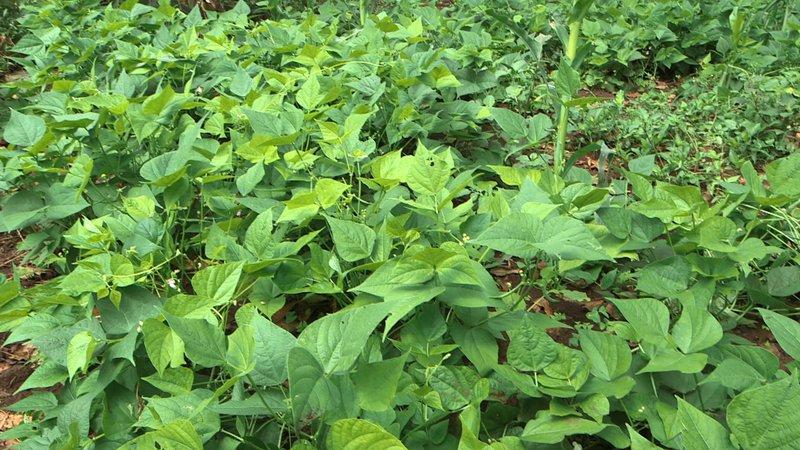 Pourquoi cela vaut-il la peine de cultiver des haricots Red Riding Hood sur votre site - description de la variété et de ses avantages