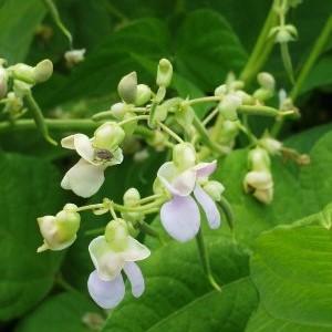 Pourquoi cela vaut-il la peine de cultiver des haricots Red Riding Hood sur votre site - description de la variété et de ses avantages