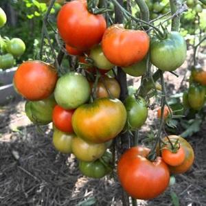 Tomate Dubok précoce, à haut rendement et polyvalente: instructions pour la culture de A à Z